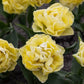 Tulip Secret Perfume - 6 bulbs