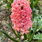 Hyacinth Gipsy Queen - 4 bulbs