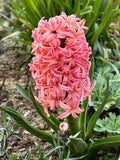 Hyacinth Gipsy Queen - 4 bulbs