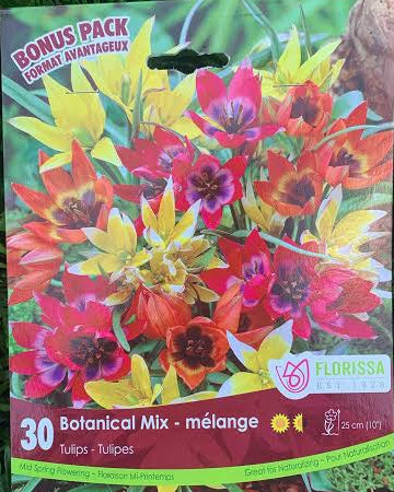 Tulip Botanical Mix -30 bulbs