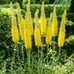 Eremurus Yellow -1 bulb