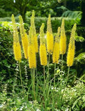 Eremurus Yellow -1 bulb