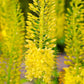 Eremurus Yellow -1 bulb