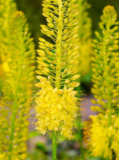Eremurus Yellow -1 bulb