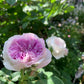 Close shoot of Blue Moon Stone white to lavender color