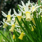 Narcissus Snipe - 5 bulbs