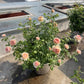 Masora バラ 真宙 Japanese Rose - Bare Roots