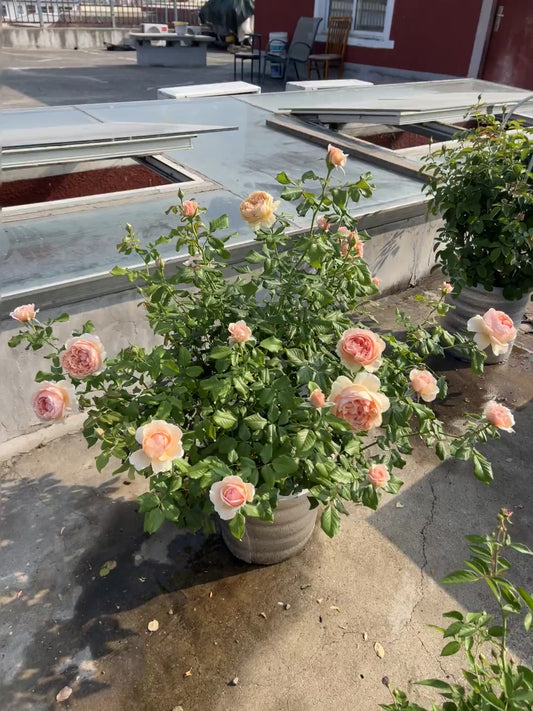 Masora バラ 真宙 Japanese Rose - Bare Roots