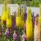 Eremurus Yellow -1 bulb