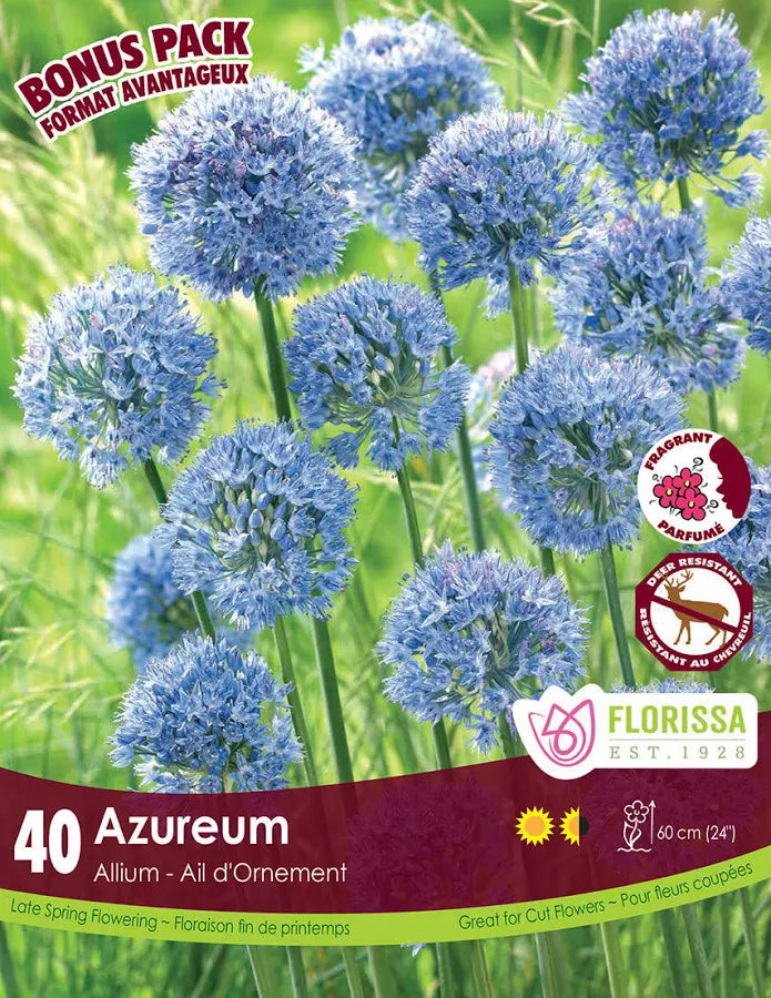 Allium Azureum-40 bulbs