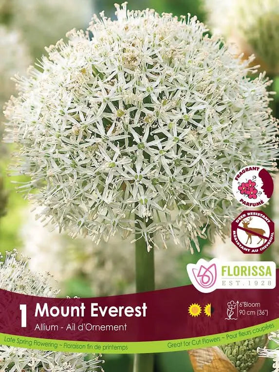 Allium Mount Everest - 1 bulb