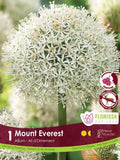 Allium Mount Everest - 1 bulb