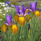 Iris Dutch Picasso -10 bulbs