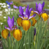 Iris Dutch Picasso -10 bulbs