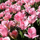 Tulip Sweet Sixteen - 6 bulbs