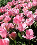 Tulip Sweet Sixteen - 6 bulbs