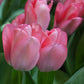 Tulip Sweet Sixteen - 6 bulbs