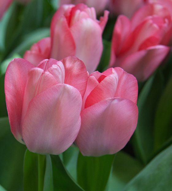 Tulip Sweet Sixteen - 6 bulbs