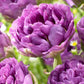 Tulip Blue Wow - 6 bulbs
