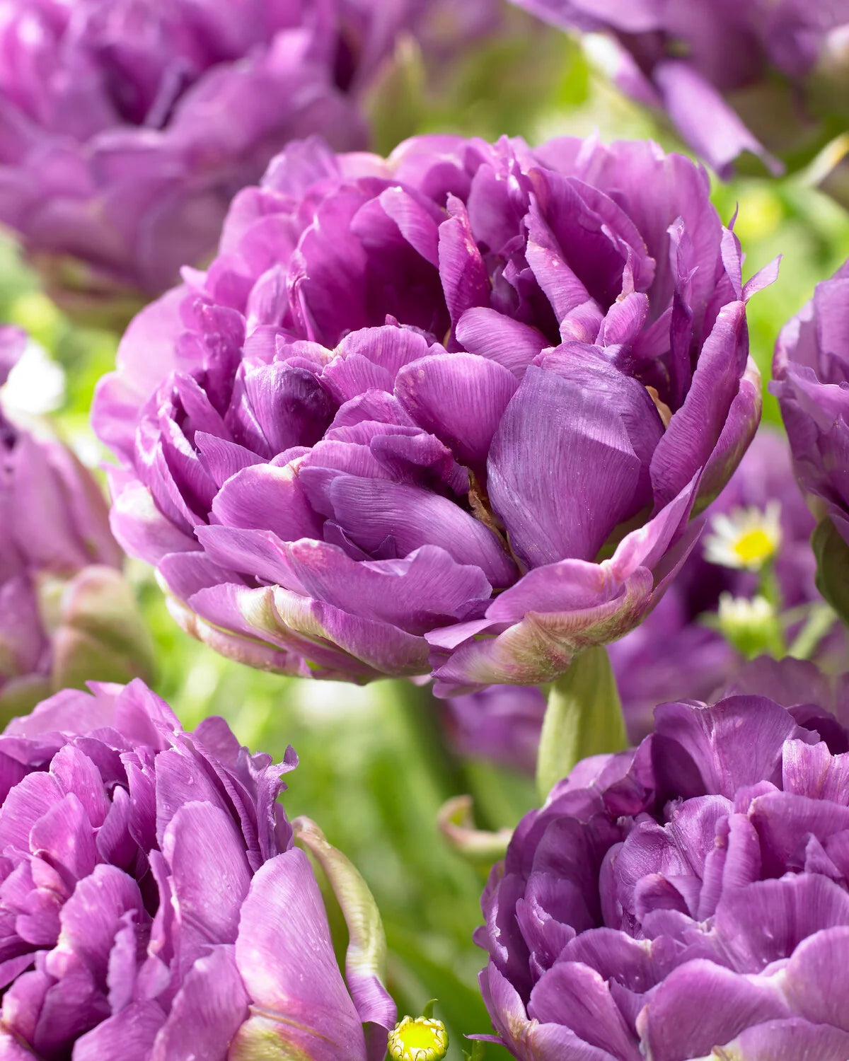 Tulip Blue Wow - 6 bulbs