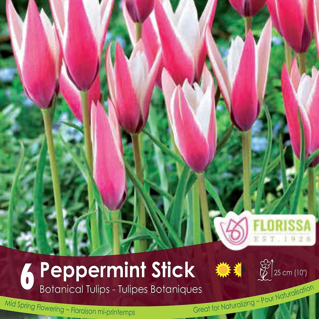 Tulip Peppermint Stick - 6 bulbs