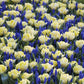 Tulip Secret Perfume - 6 bulbs
