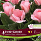 Tulip Sweet Sixteen - 6 bulbs