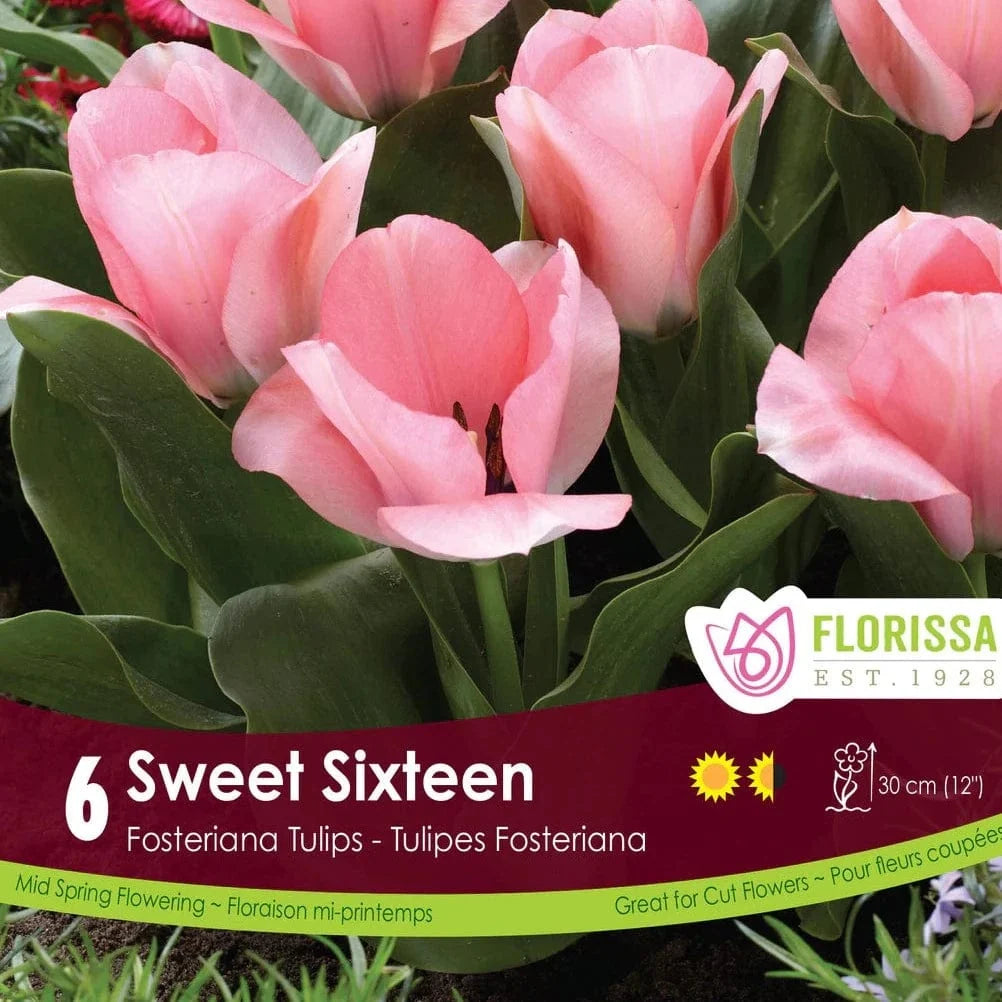 Tulip Sweet Sixteen - 6 bulbs