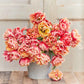 Tulip Verona Sunrise -6 bulbs