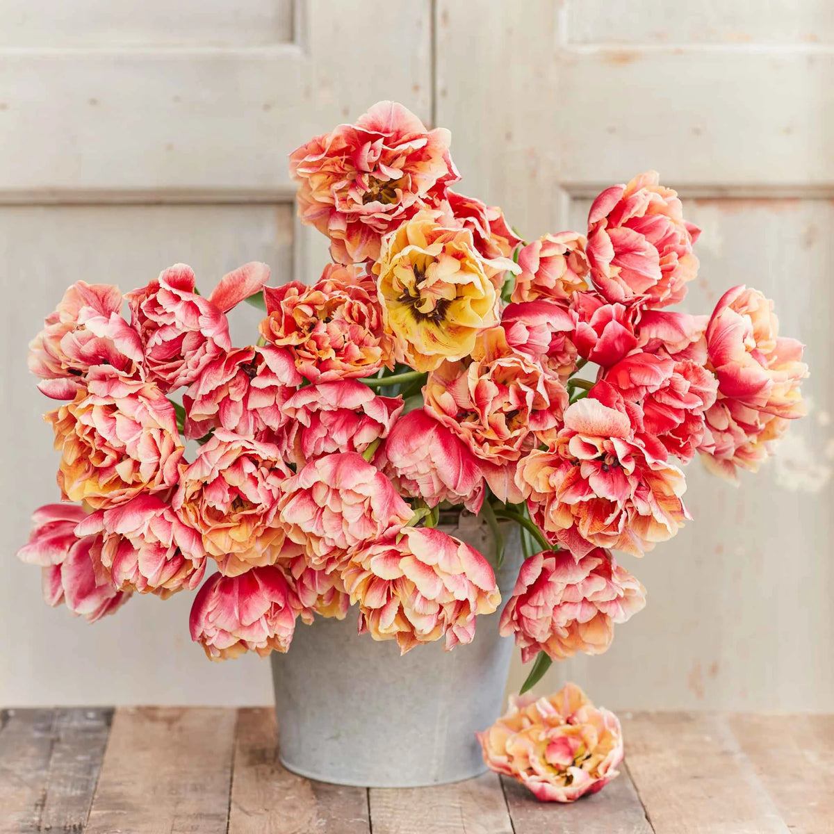 Tulip Verona Sunrise -6 bulbs