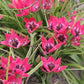 Tulip Little Beauty - 10 bulbs