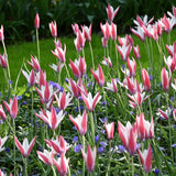 Tulip Peppermint Stick - 6 bulbs