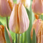 Tulip Salmon Prince - 6 bulbs