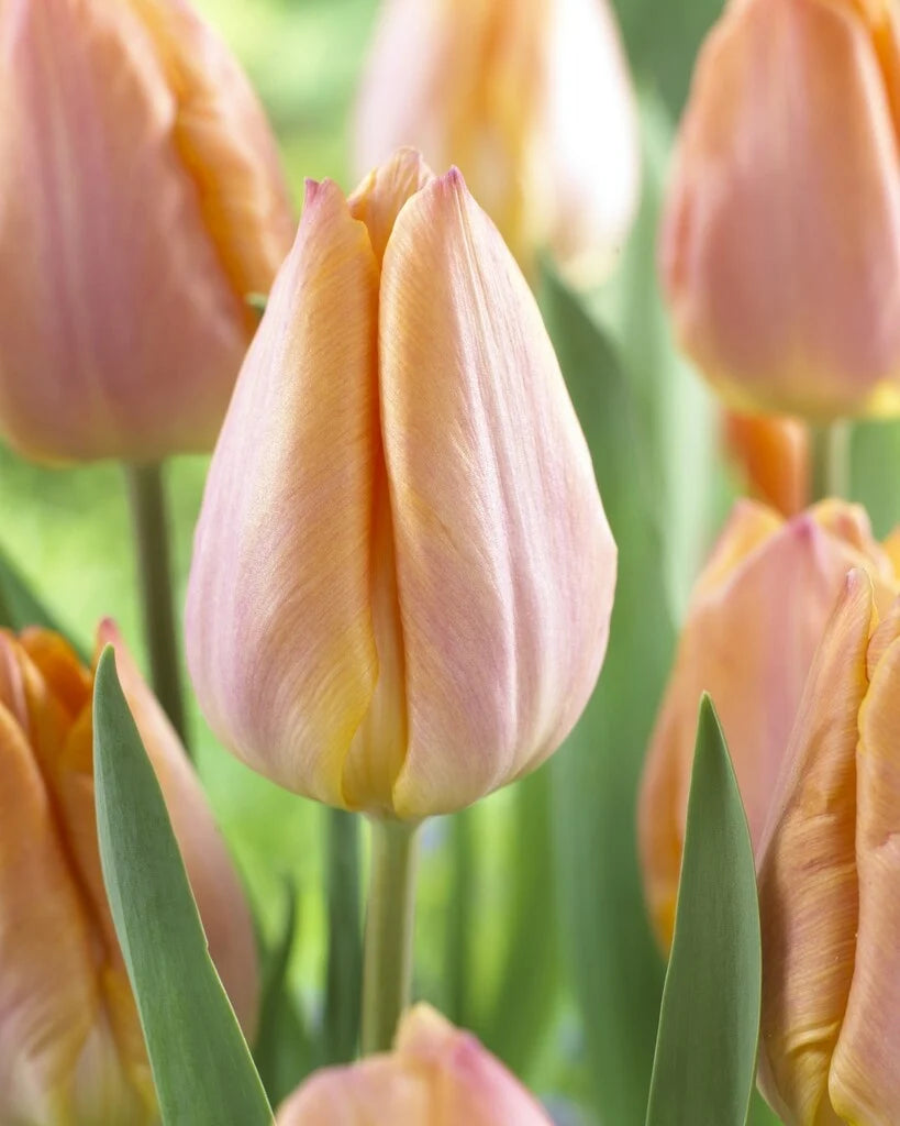 Tulip Salmon Prince - 6 bulbs