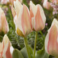 Tulip Serano -6 bulbs