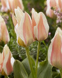 Tulip Serano -6 bulbs