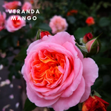 Veranda® Mango-Bare Roots 2025(Pre-order)