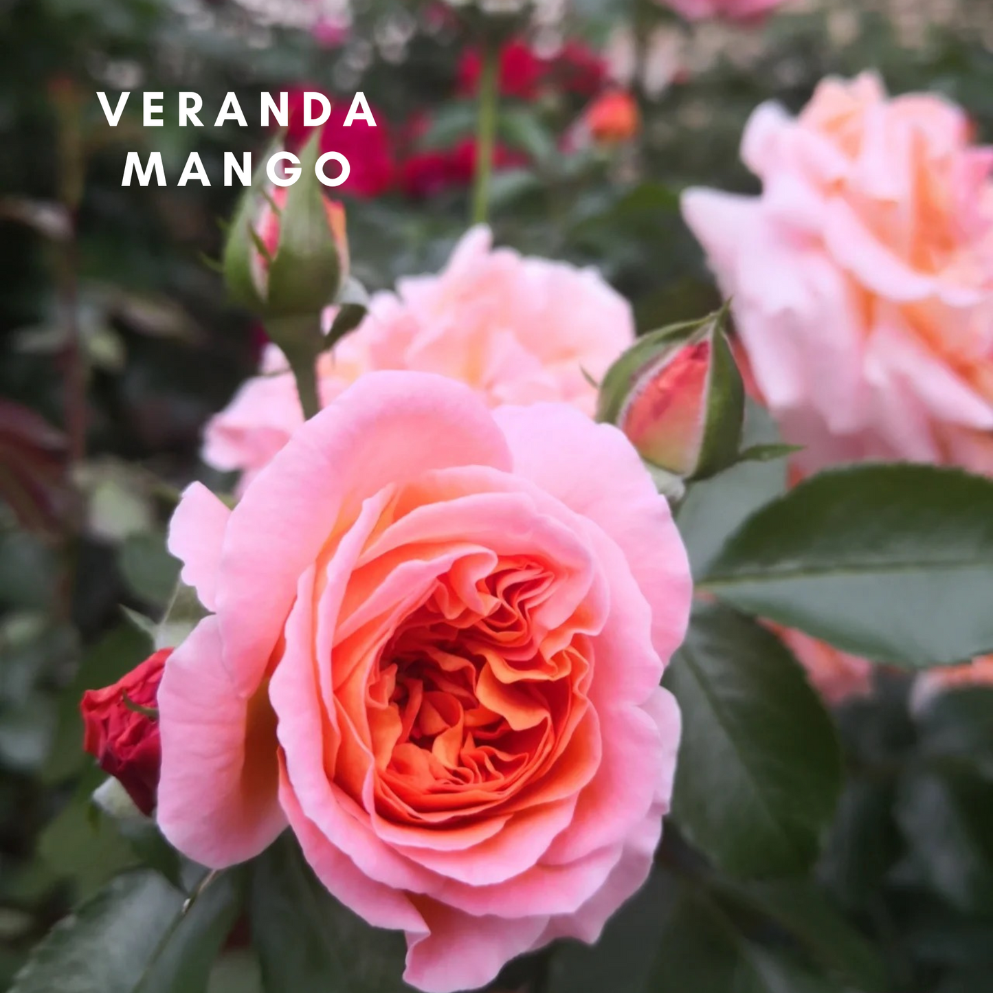 Veranda® Mango-Bare Roots 2025(Pre-order)