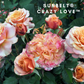 Sunbelt Crazy Love-Pre Order 2026