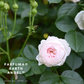 Parfuma Earth Angel-Pre Order 2026