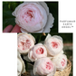 Parfuma Earth Angel-Pre Order 2026