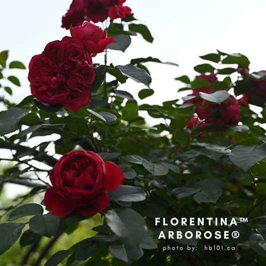 Florentina™ Arborose®-Bare Roots 2025 (Pre-order)