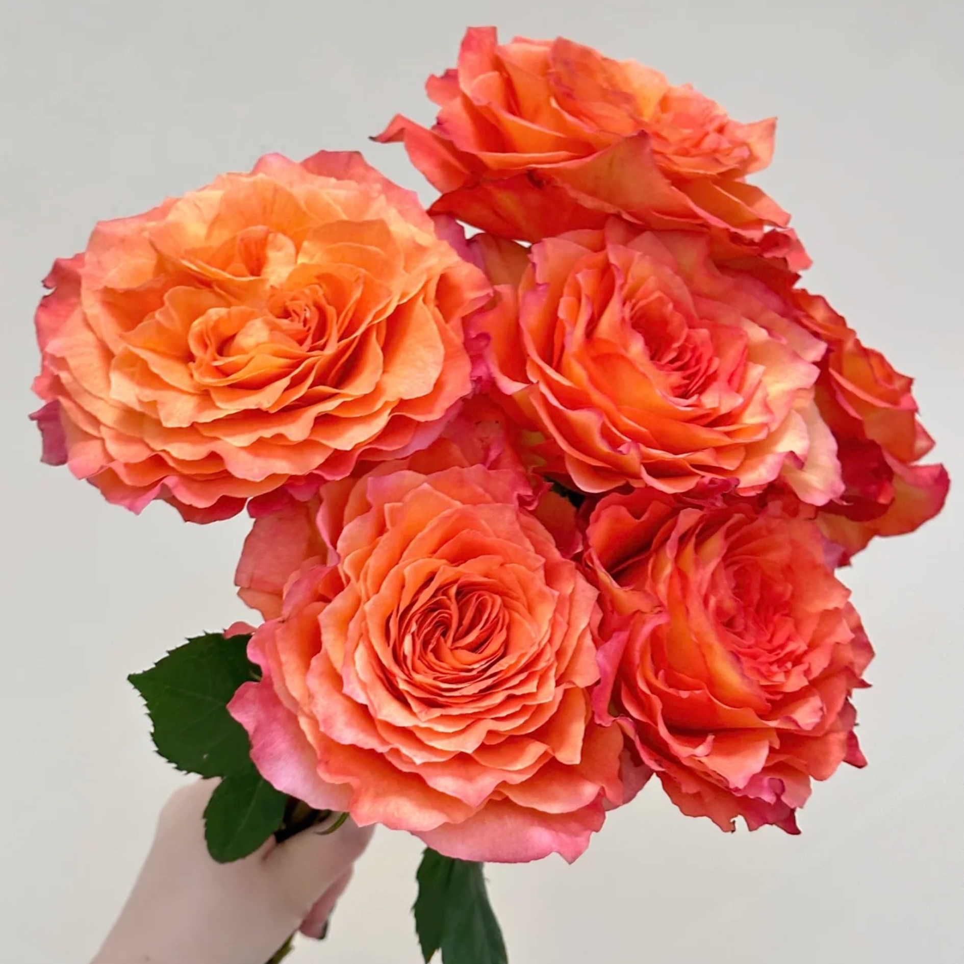 Free Spirit Rose bouquet