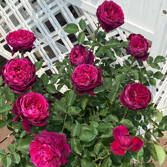 Potted Roses – HB101CANADA