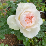 Bolero™-Potted Rose-Ship in June