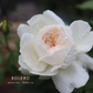 Bolero™-Potted Rose-Ship in June