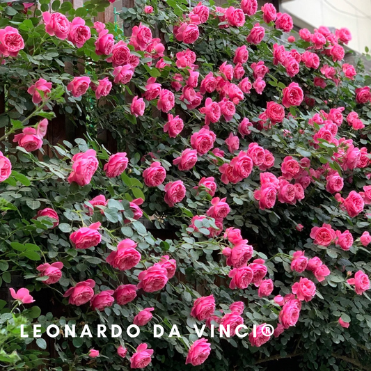 Leonardo da Vinci – Potted Rose – Ready to Ship