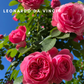 Leonardo da Vinci-Bare Roots -Pre Order 2026