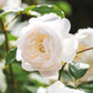 DA-Desdemona-Pre Order 2026