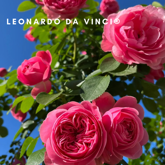 Leonardo da Vinci-Bare Roots 2025(Pre-order)